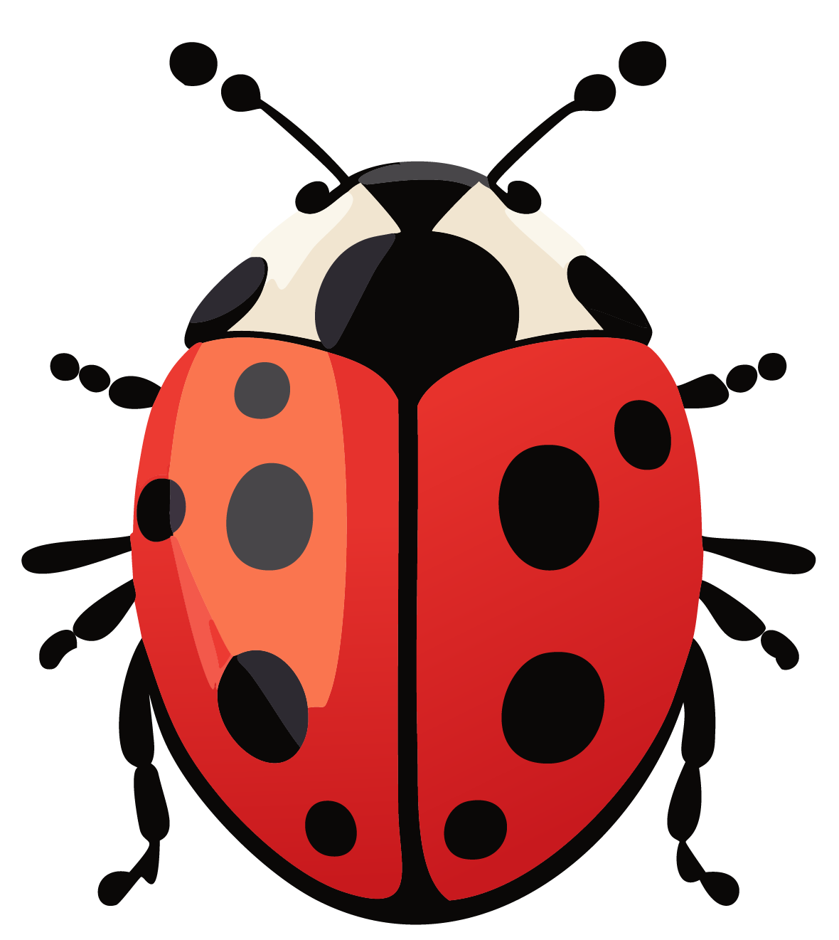 ladybug